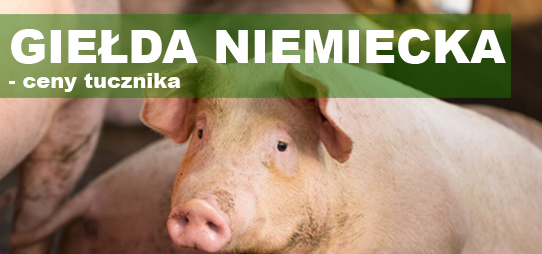 Giełda Niemiecka - ceny tucznika