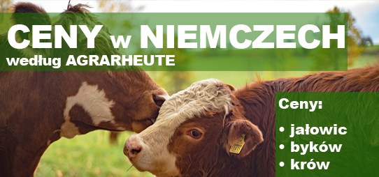 Agrarheute - bydło
