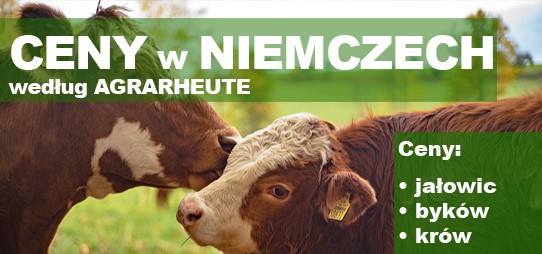BYDŁO VEZG